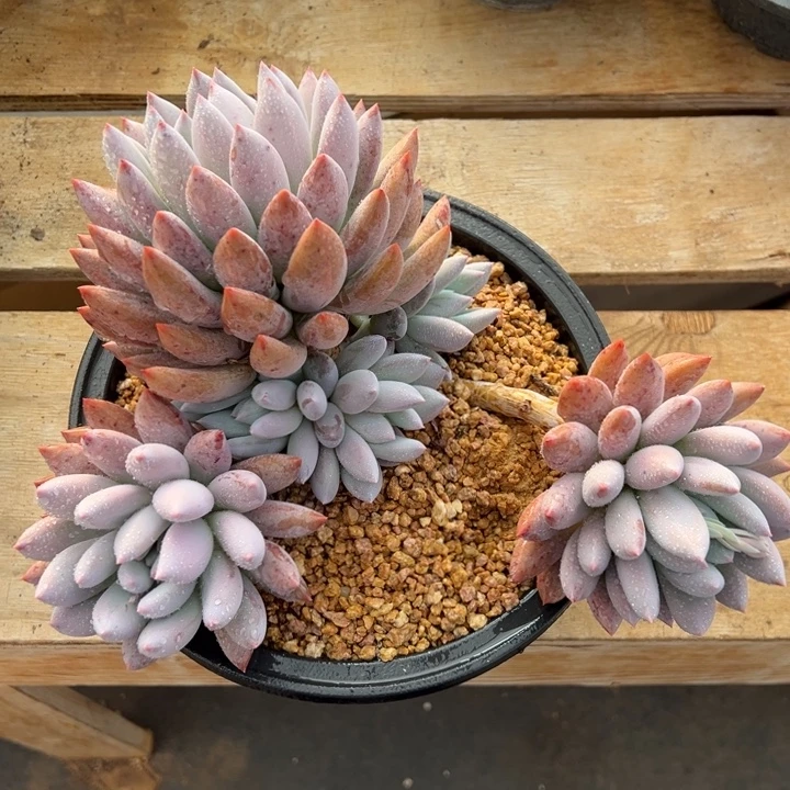 开普敦 群生 多肉植物