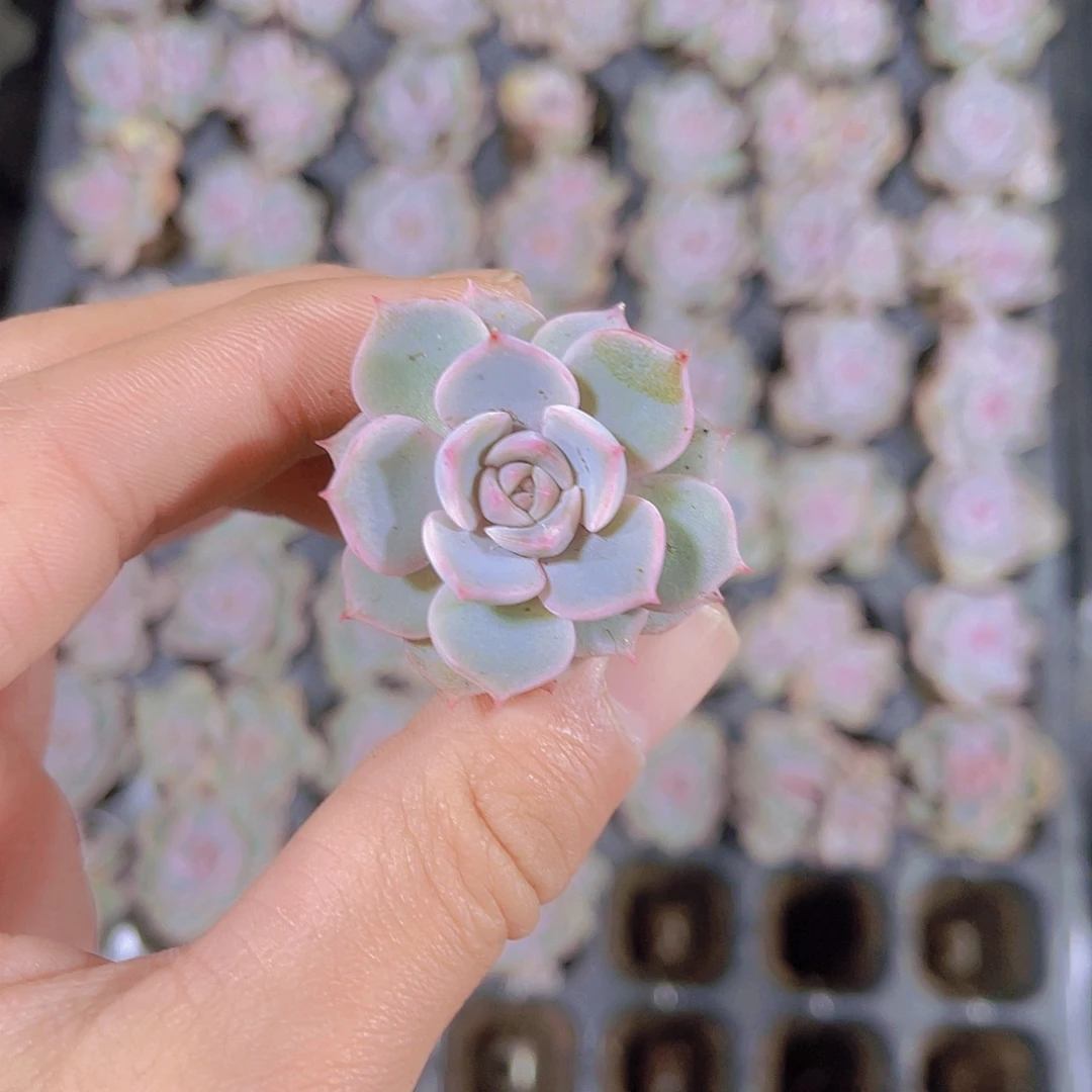 夜莺多肉满9.9包邮