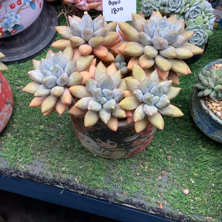 哥特萝莉大群多肉发货