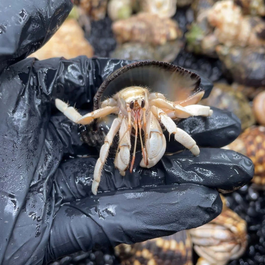 不退不换谢谢支持7