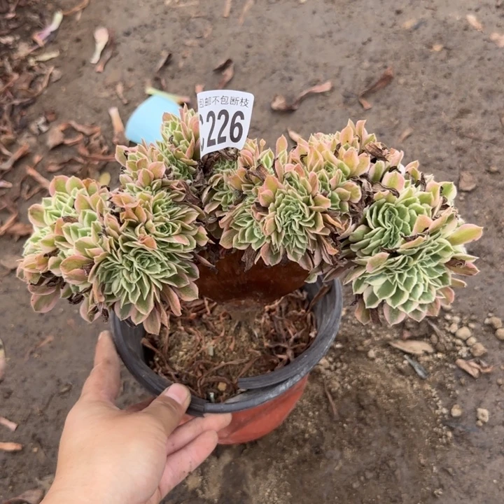 女神缀……多肉植物……