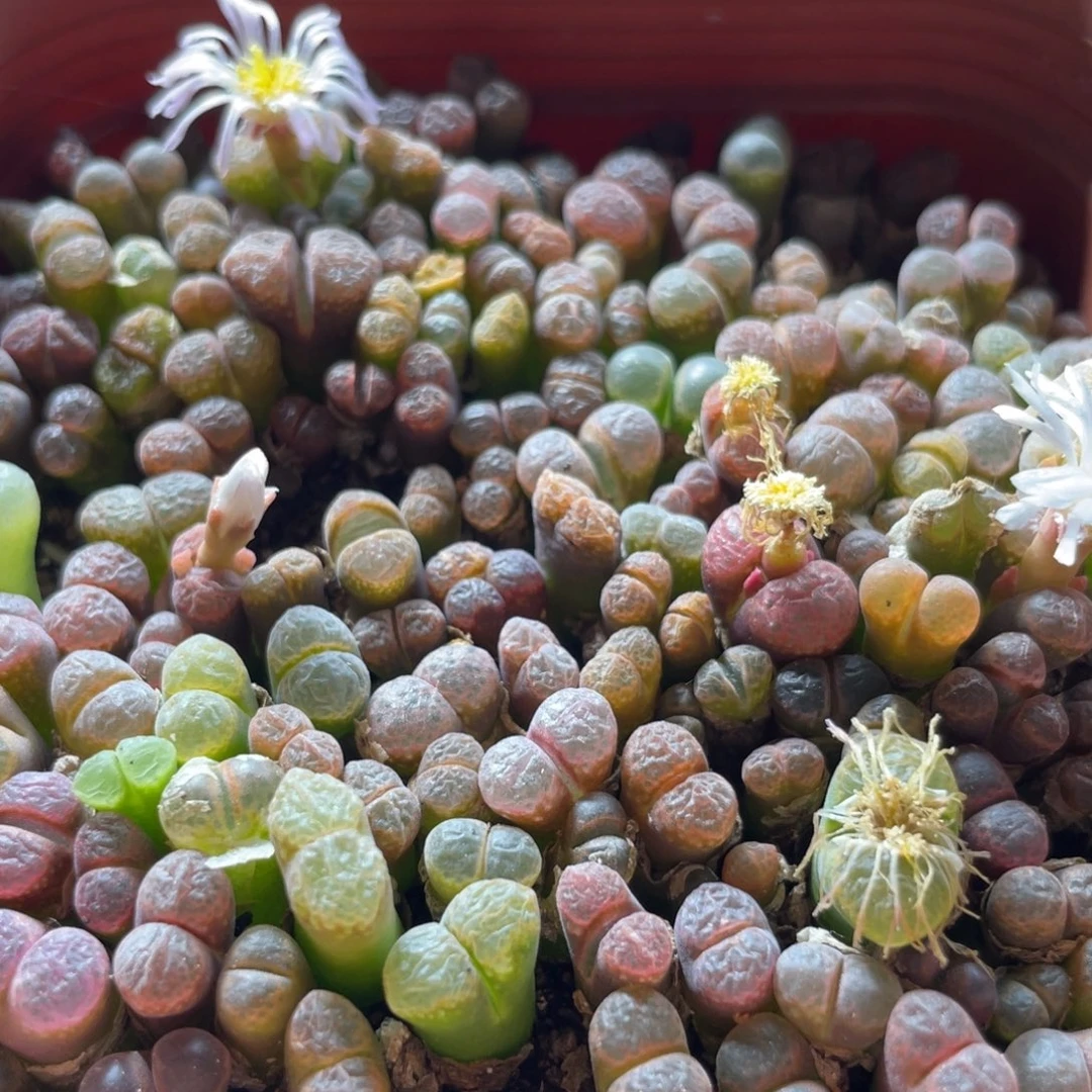 五彩风铃一物一拍～555