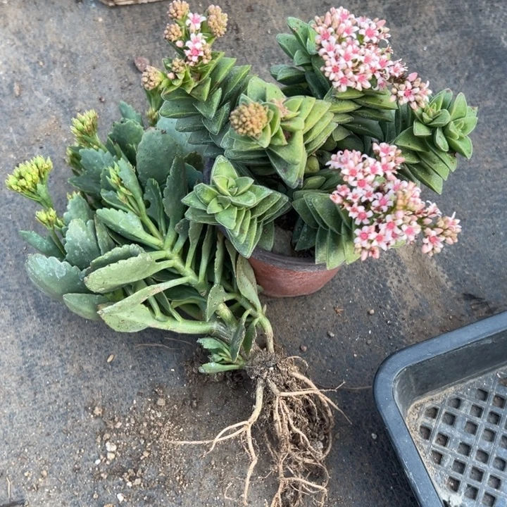 神童组合，一物一拍