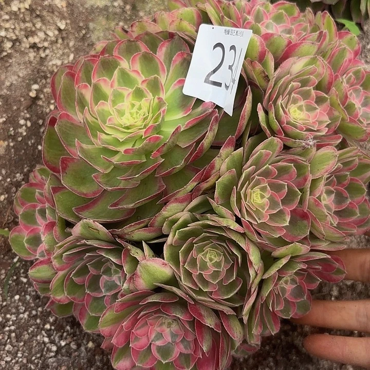 多肉植物福利234个