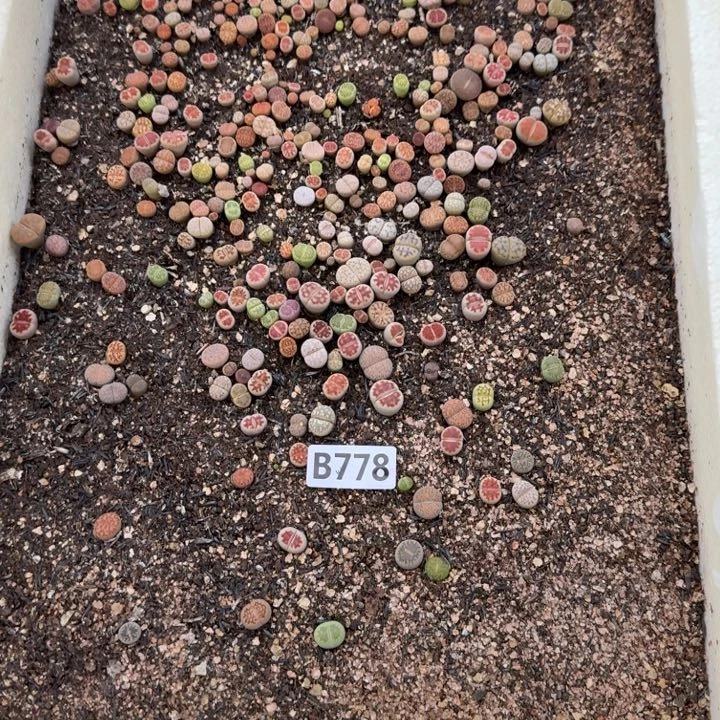 生778石花整筐脱土发货