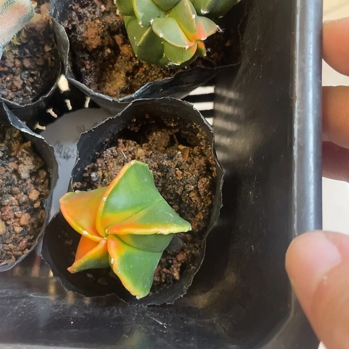 实生鸾凤玉2颗仙人球