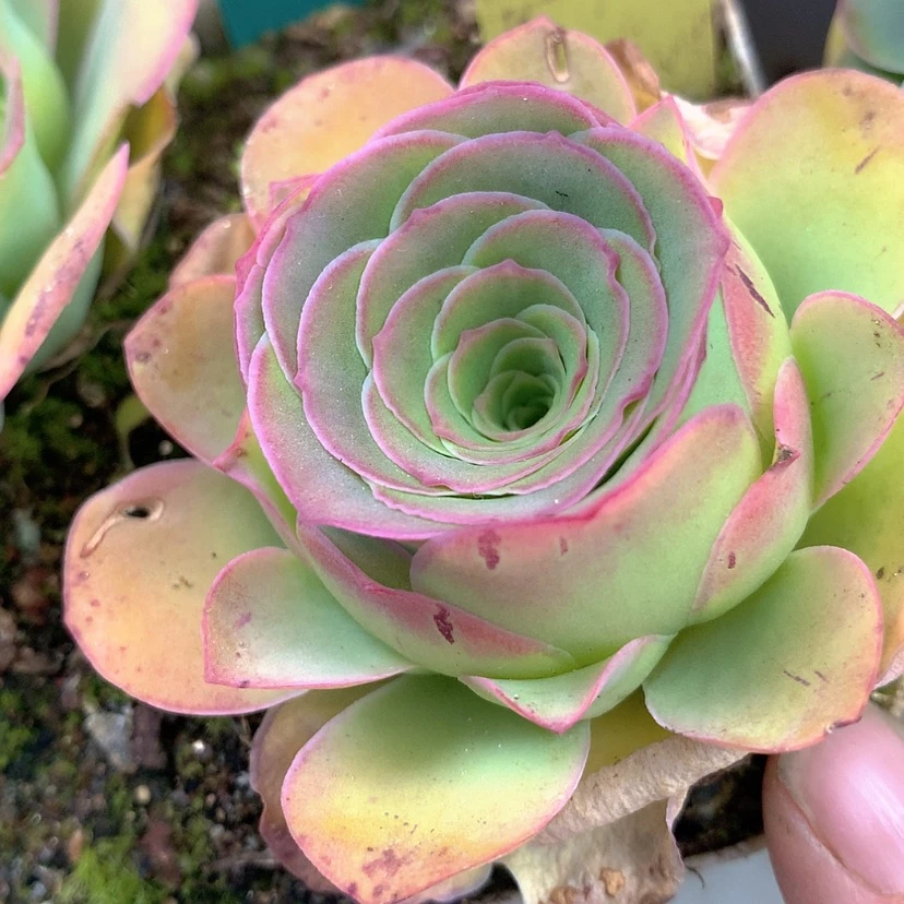 【闪购商品】yjj310