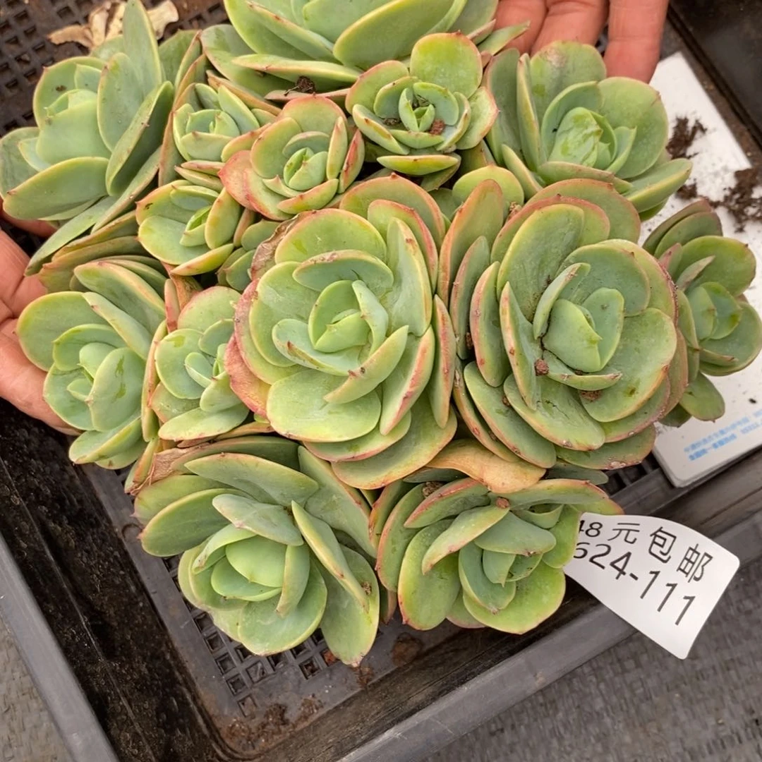 用****5夏悦多肉0624-111碧桃