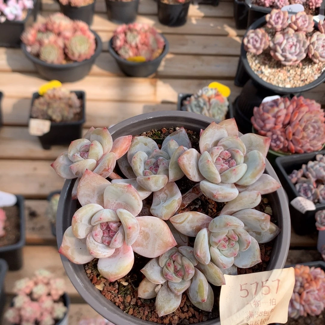 12厘米有砍石榴籽 飘枝 六头 5757