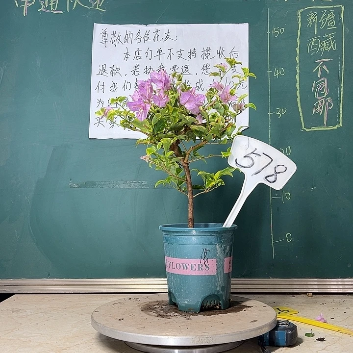 当前无花栽培后可以开花金边浅紫578