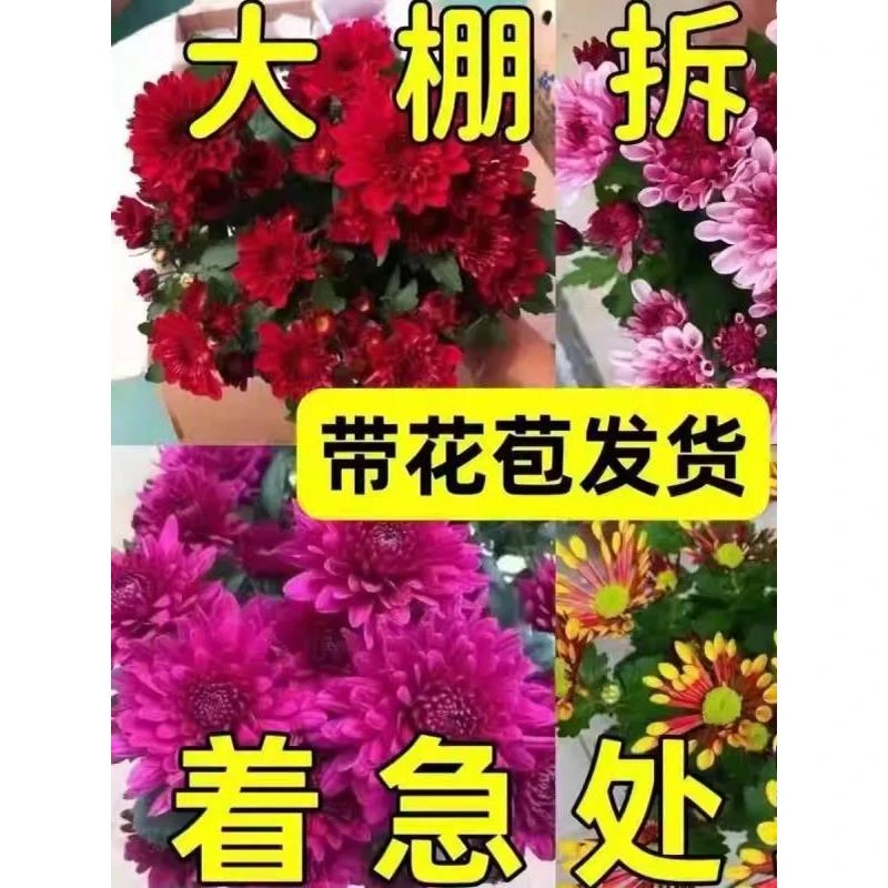 【带花苞发货】重瓣荷兰菊盆栽菊花大苗室内阳台花卉好养