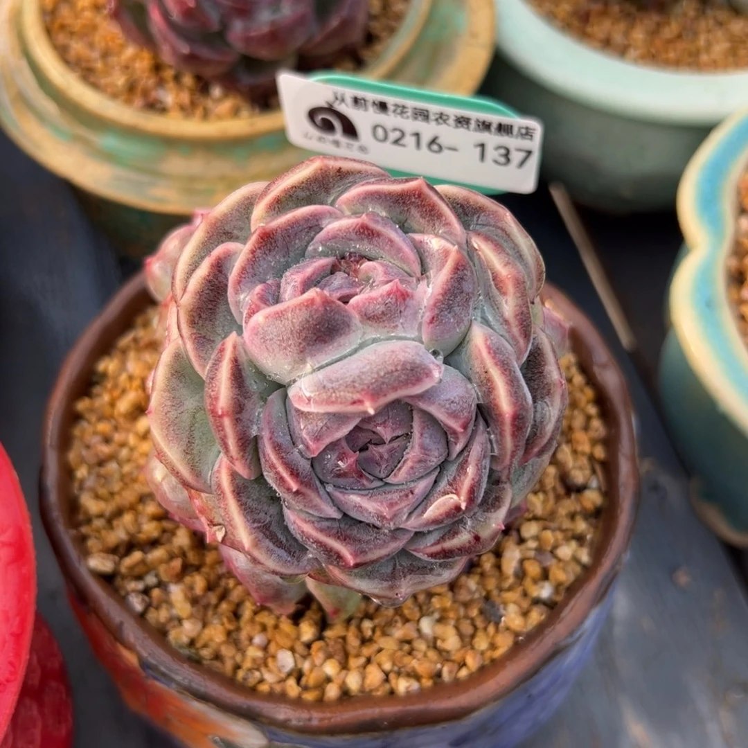 多肉一物一拍0215-137