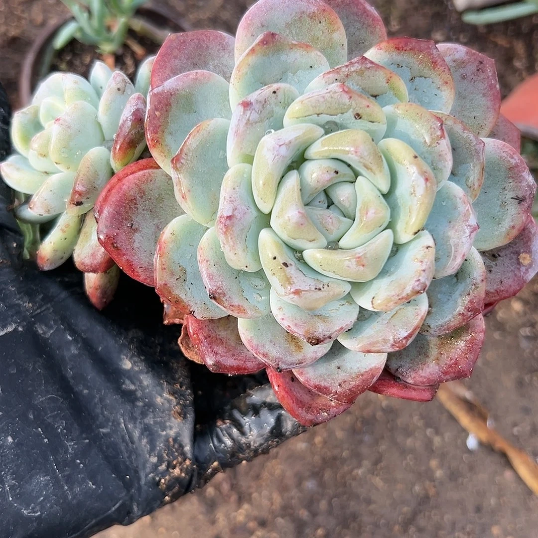 冰玉无呃呃呃呃呃呃呃呃