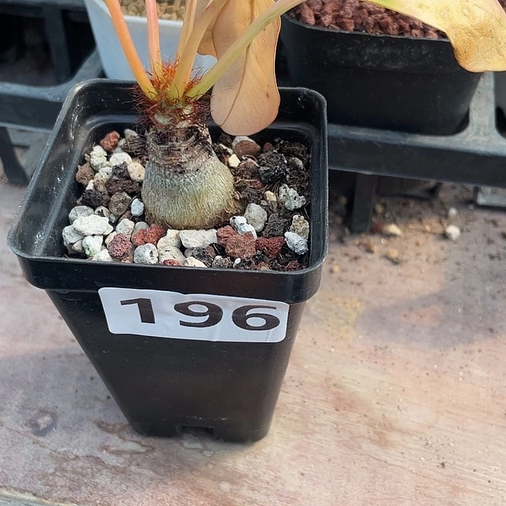196象鼻大戟块根，