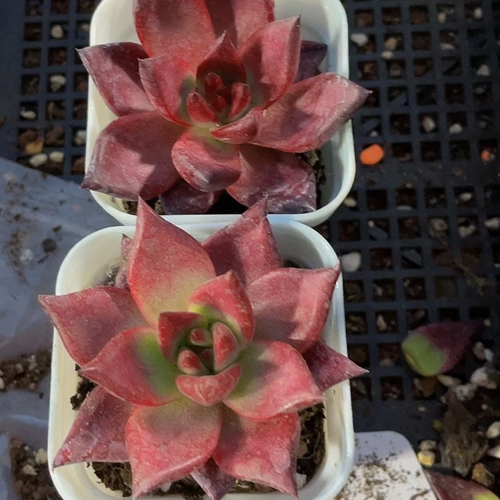 罗宾2.8带盆土发货