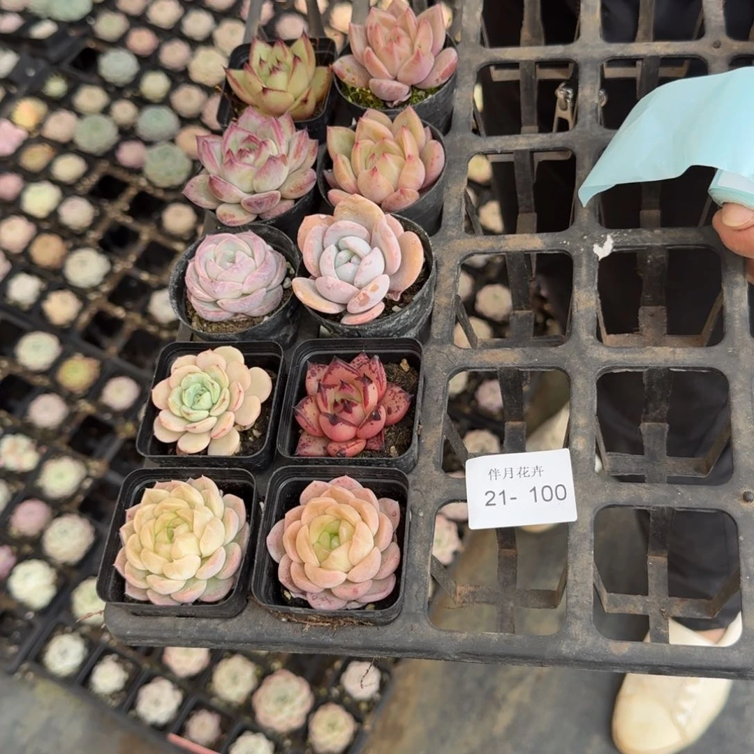 21-100组合十棵量拍