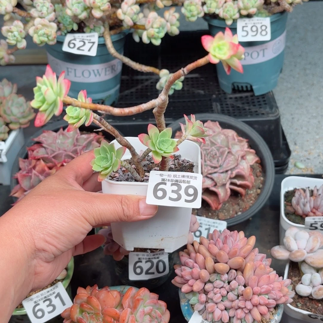 圆叶薄化妆无盆土发货