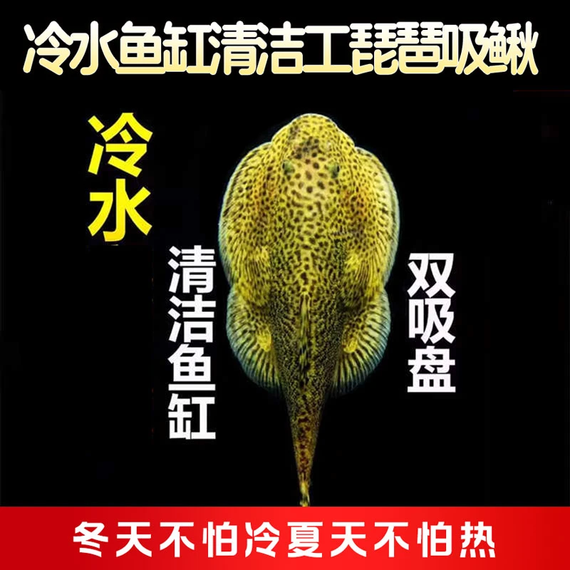观赏鱼热带鱼琵琶鱼双吸盘冷水清道夫不加温鱼缸清洁工原生鱼