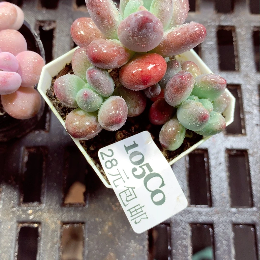 5厘米盆精控多肉105