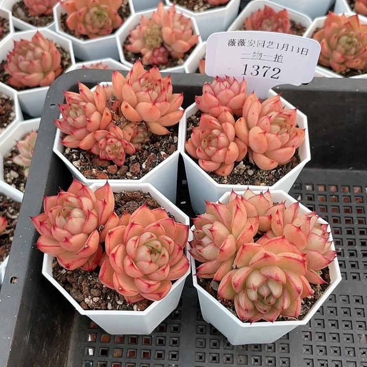 薇薇安园艺多肉1372