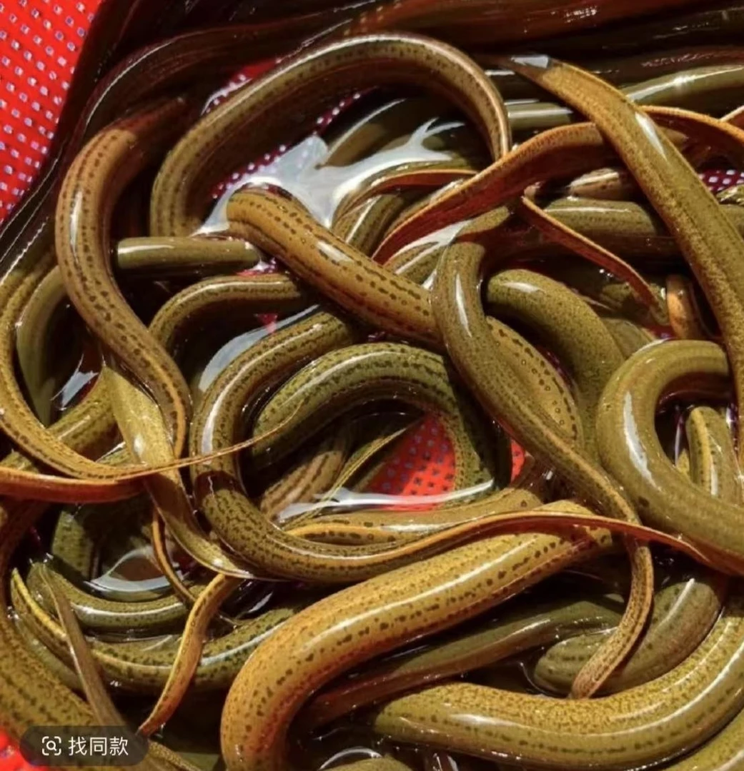 皖南原生态稻田土黄鳝，活发到家 34两左右