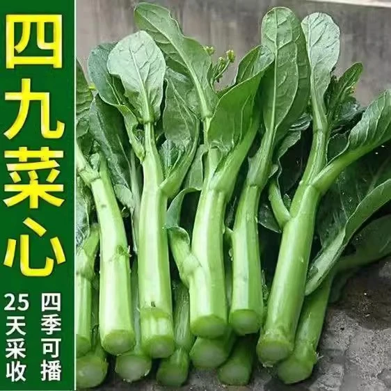 四九甜菜心广东甜菜心菜苔青菜籽甜脆菜心春秋阳台盆栽蔬菜种子