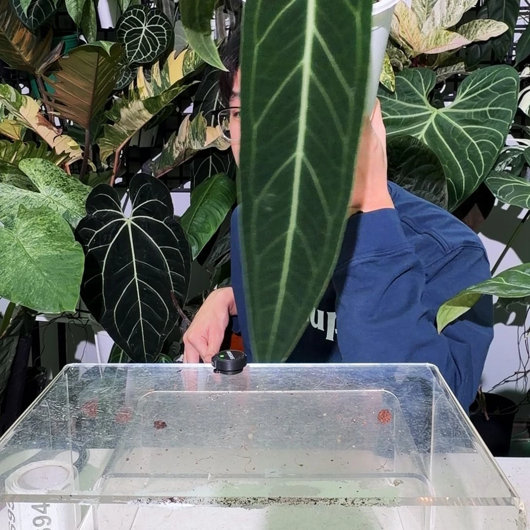 完全开放S94火鹤后