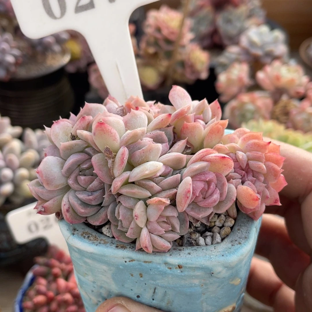 0270不认识不带盆8厘米