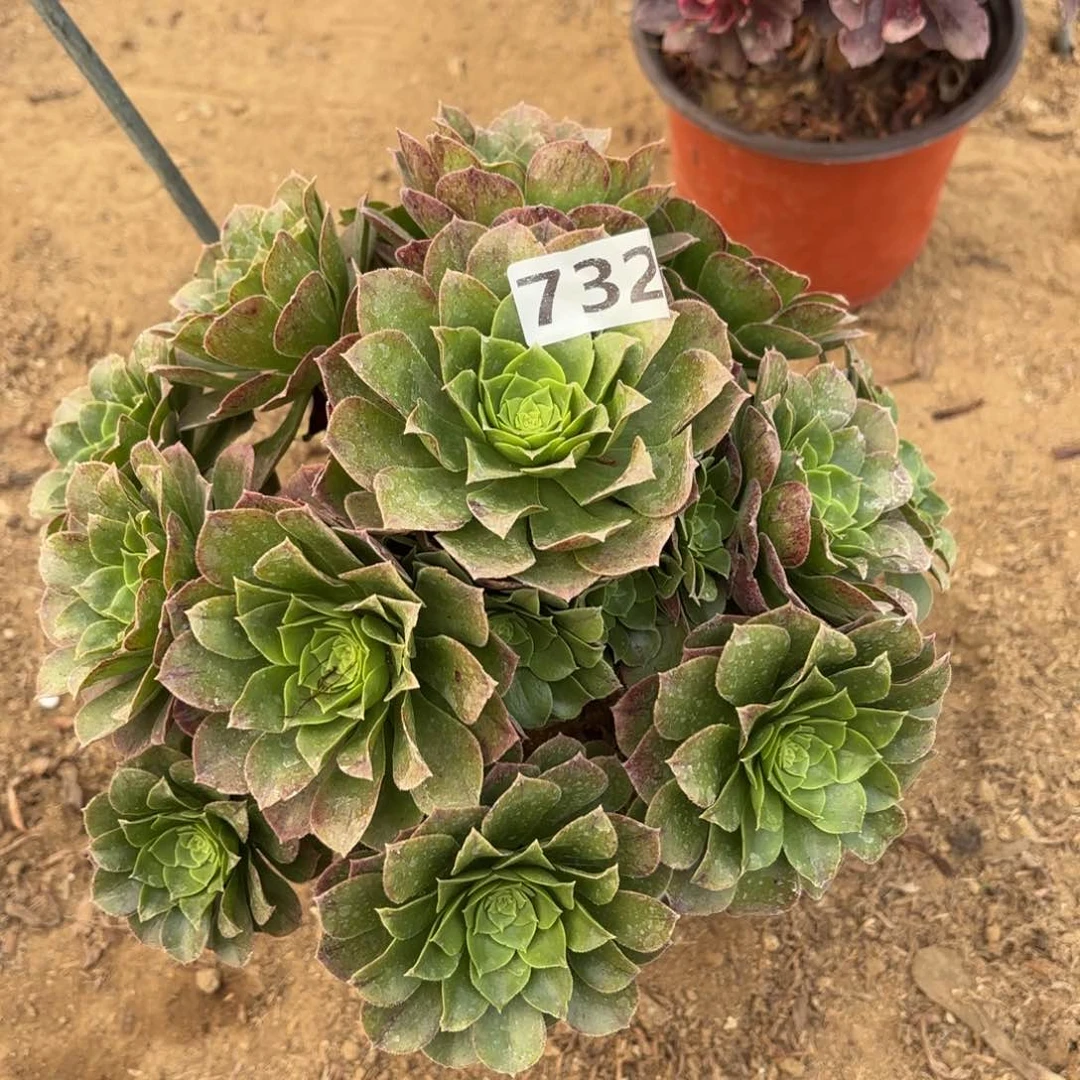 732万圣夜多肉不包损