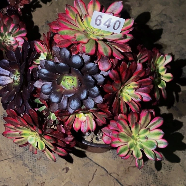 640潘帕斯多肉植物处理不售后