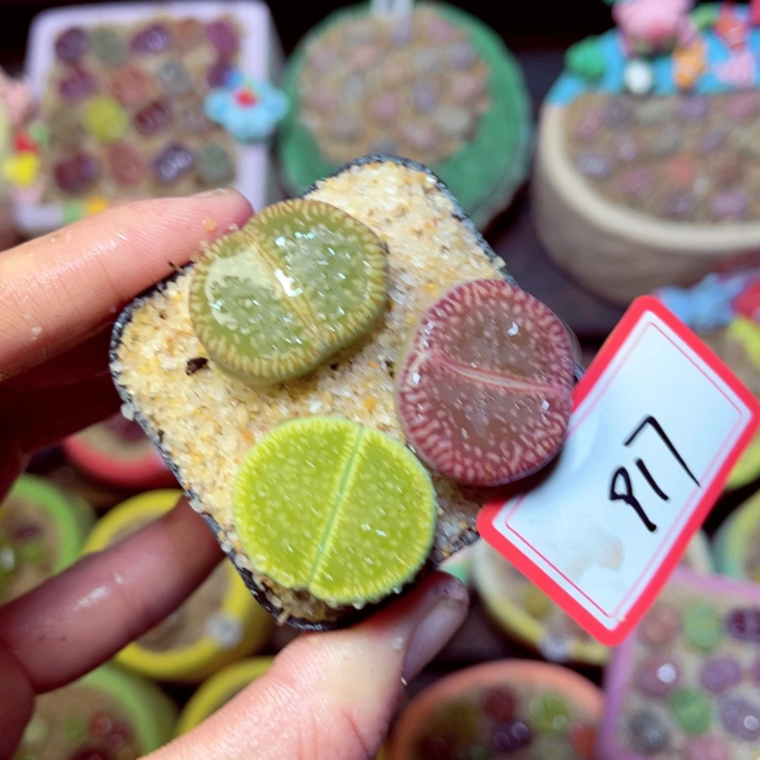 917生石花带盆发1