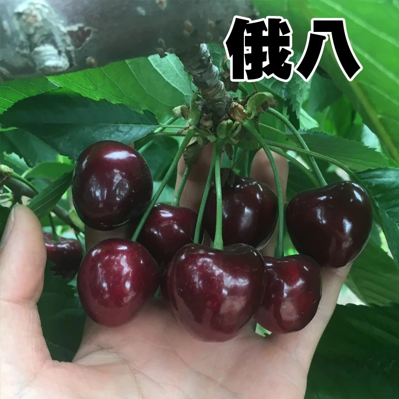俄八盆栽车厘子大樱桃嫁接苗原盆原土带叶