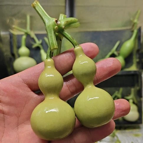 黄***林天津嘴儿咕噜咕噜