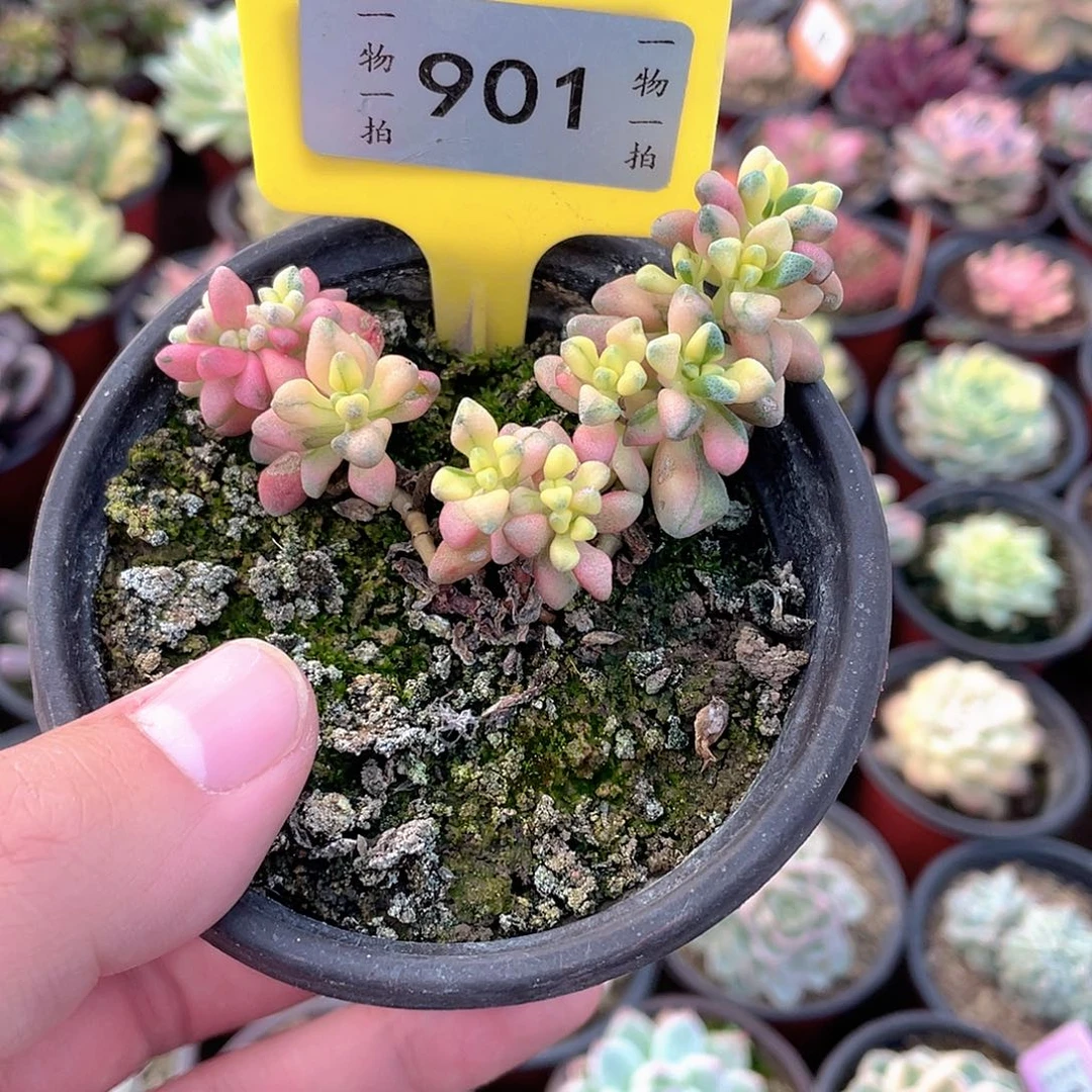 七彩白鹭锦901号多肉