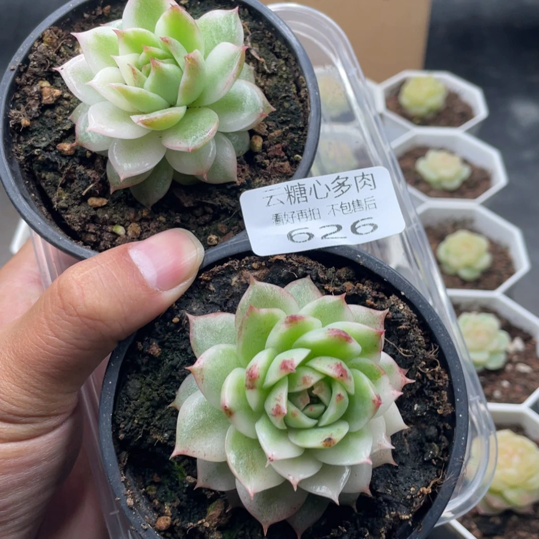 云糖心多肉植物626