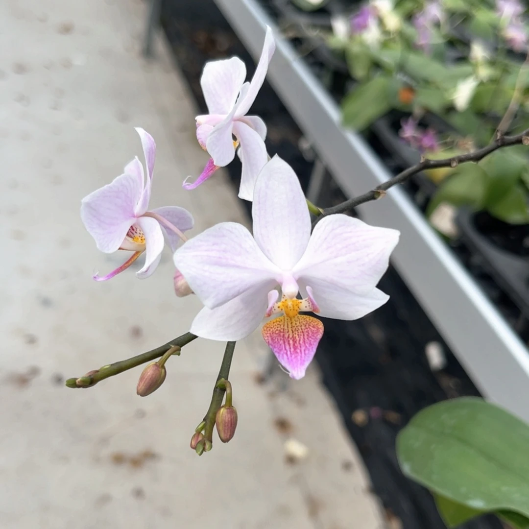 完全开放656 桑德交eq