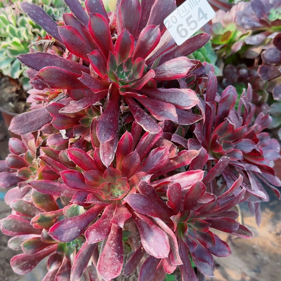 妖桩蒙娜丽莎654满20包邮断枝不包