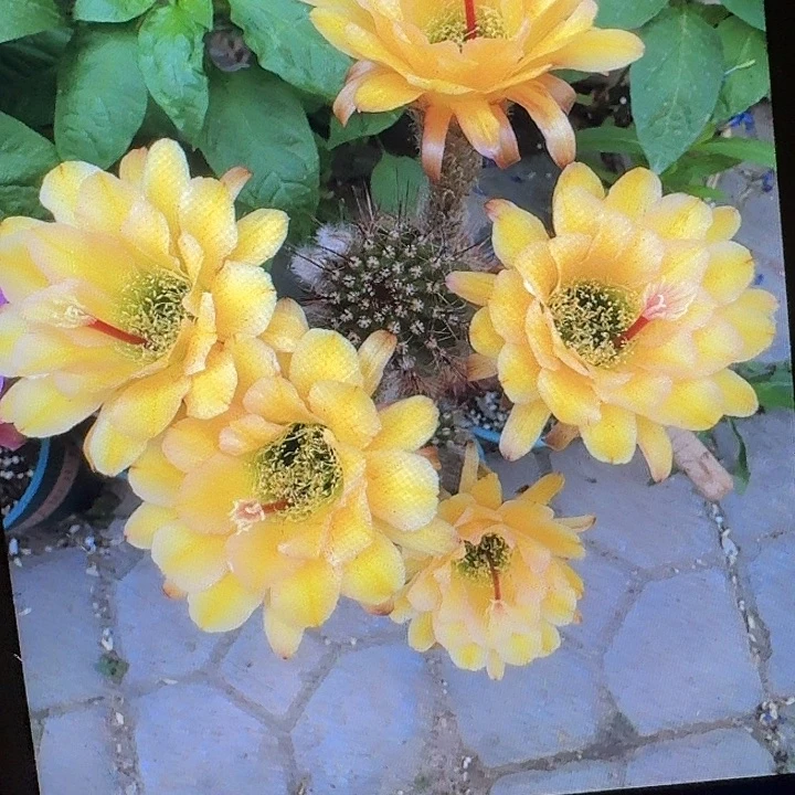法一带根高12公分毛花柱