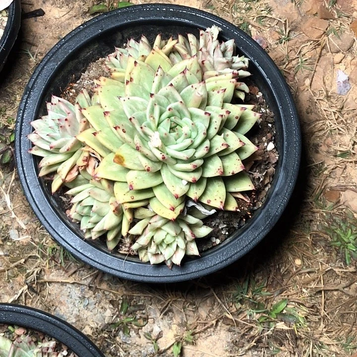 百*果87////////////