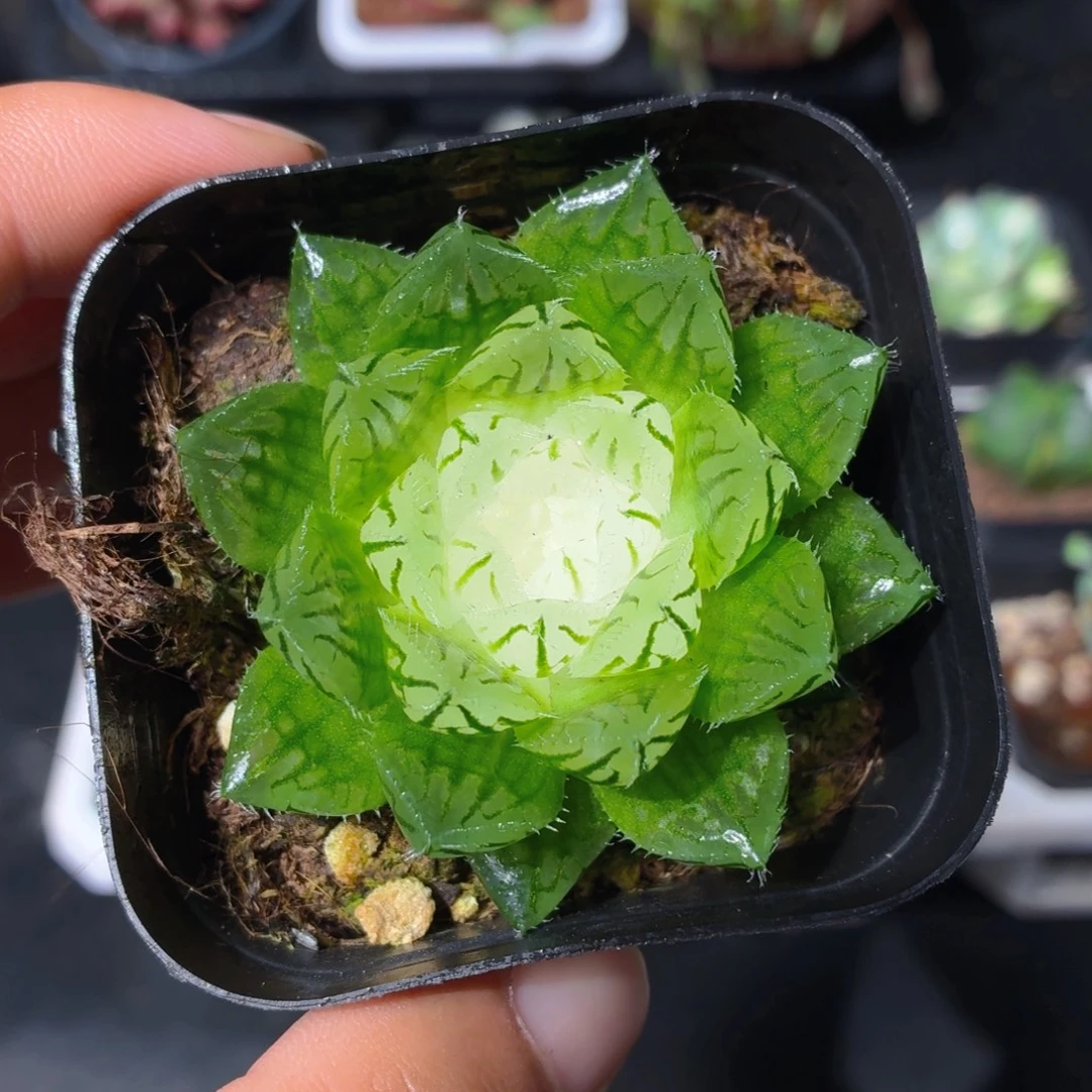 宝莲灯多肉9.9包邮发货