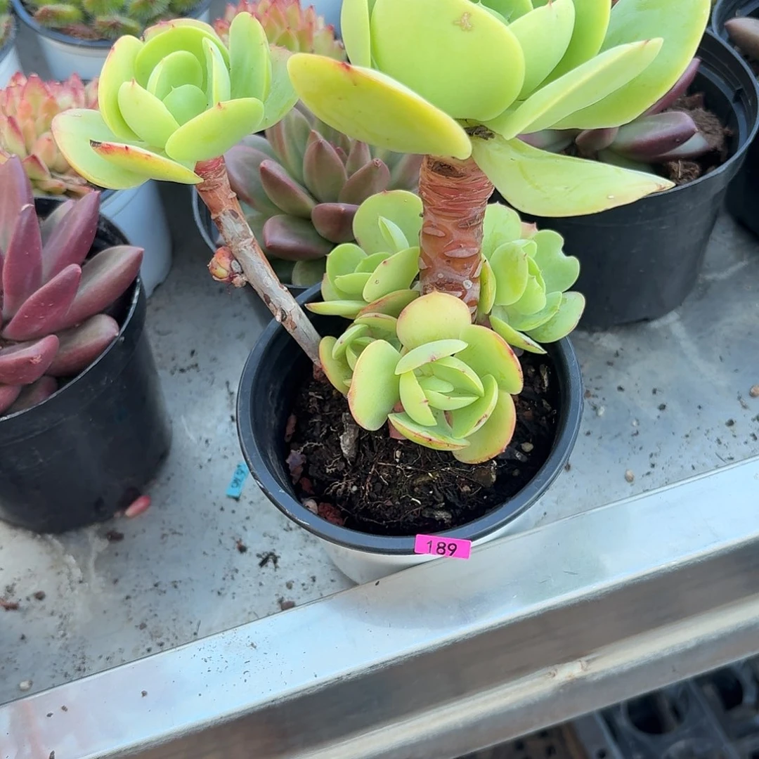 小***车一物一拍编号189