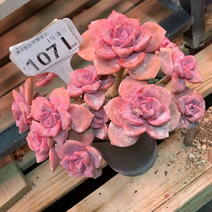 娓**来107L彩虹糖的小可爱