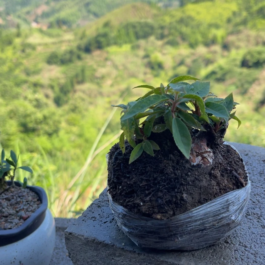 【闪购商品】无花朵晨*’