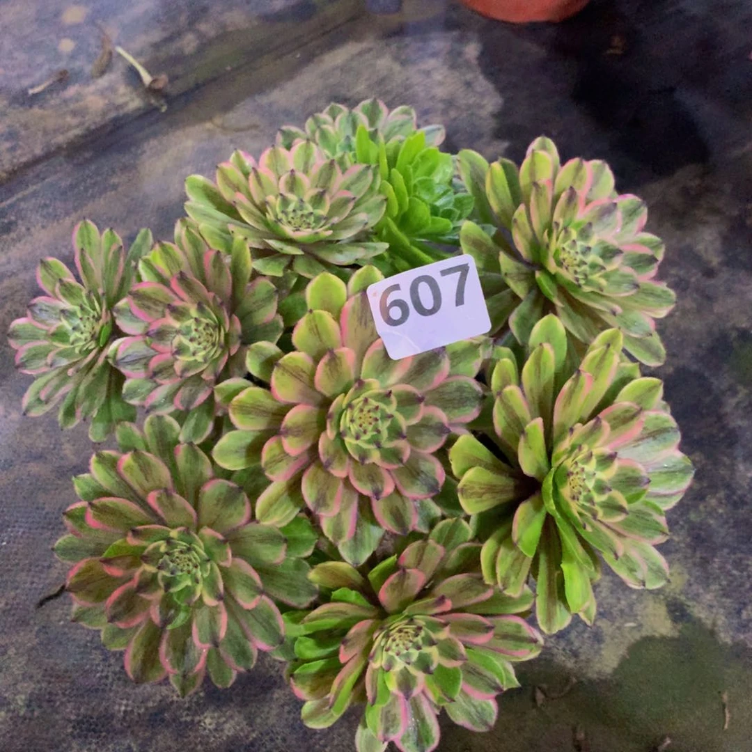 【闪购商品】悦**妈607000000000000000