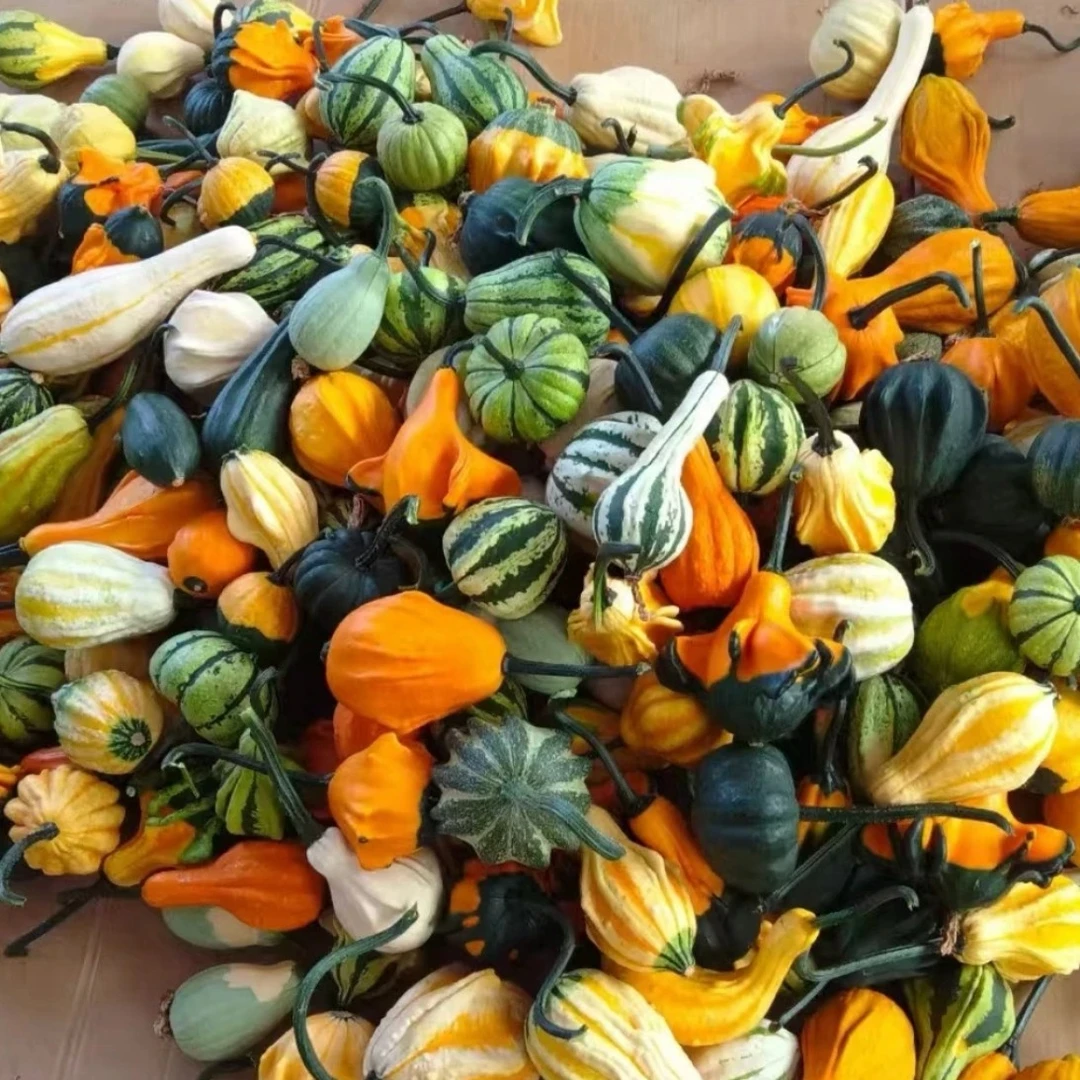 墨西哥福禄，随机两个，无瑕疵