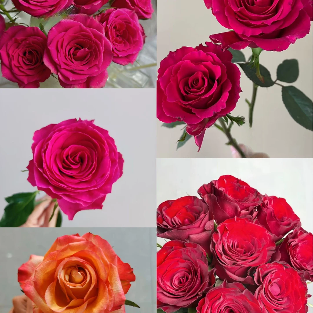 【花店专拍100枝】随机系列 北方玫瑰昼夜温差大生长周期长