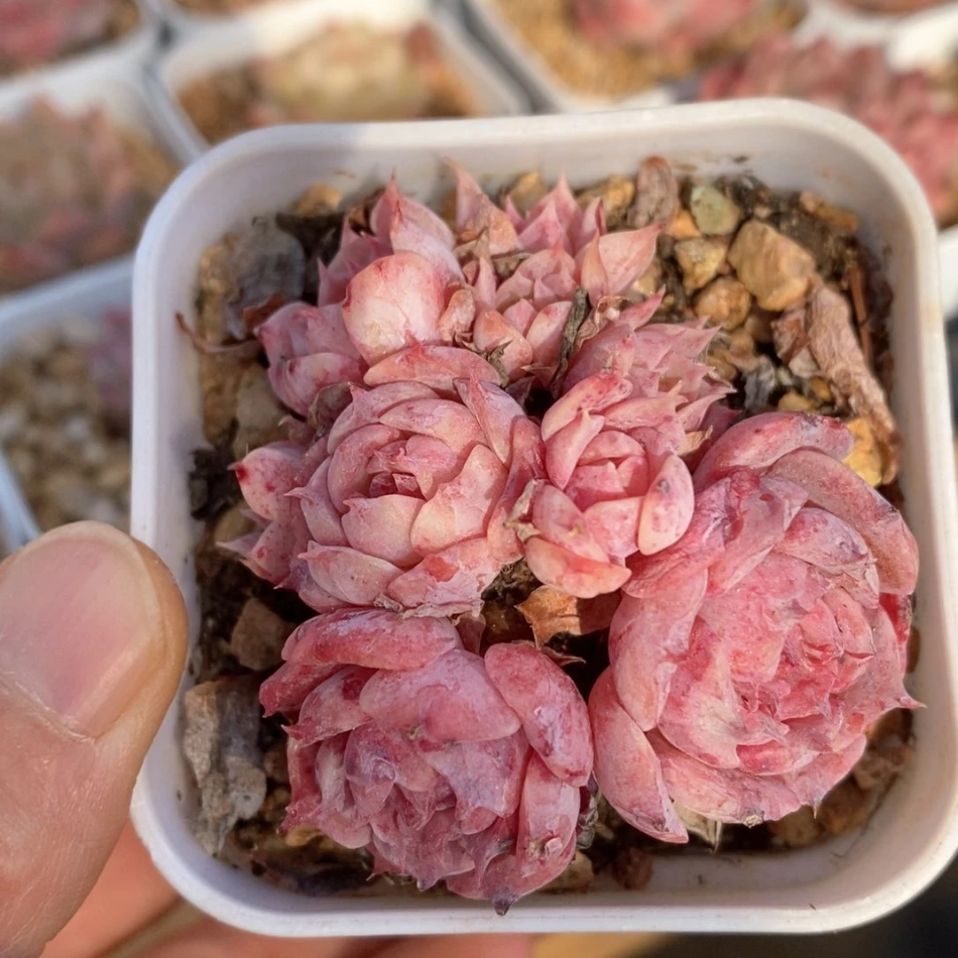 精品多肉一物一拍246