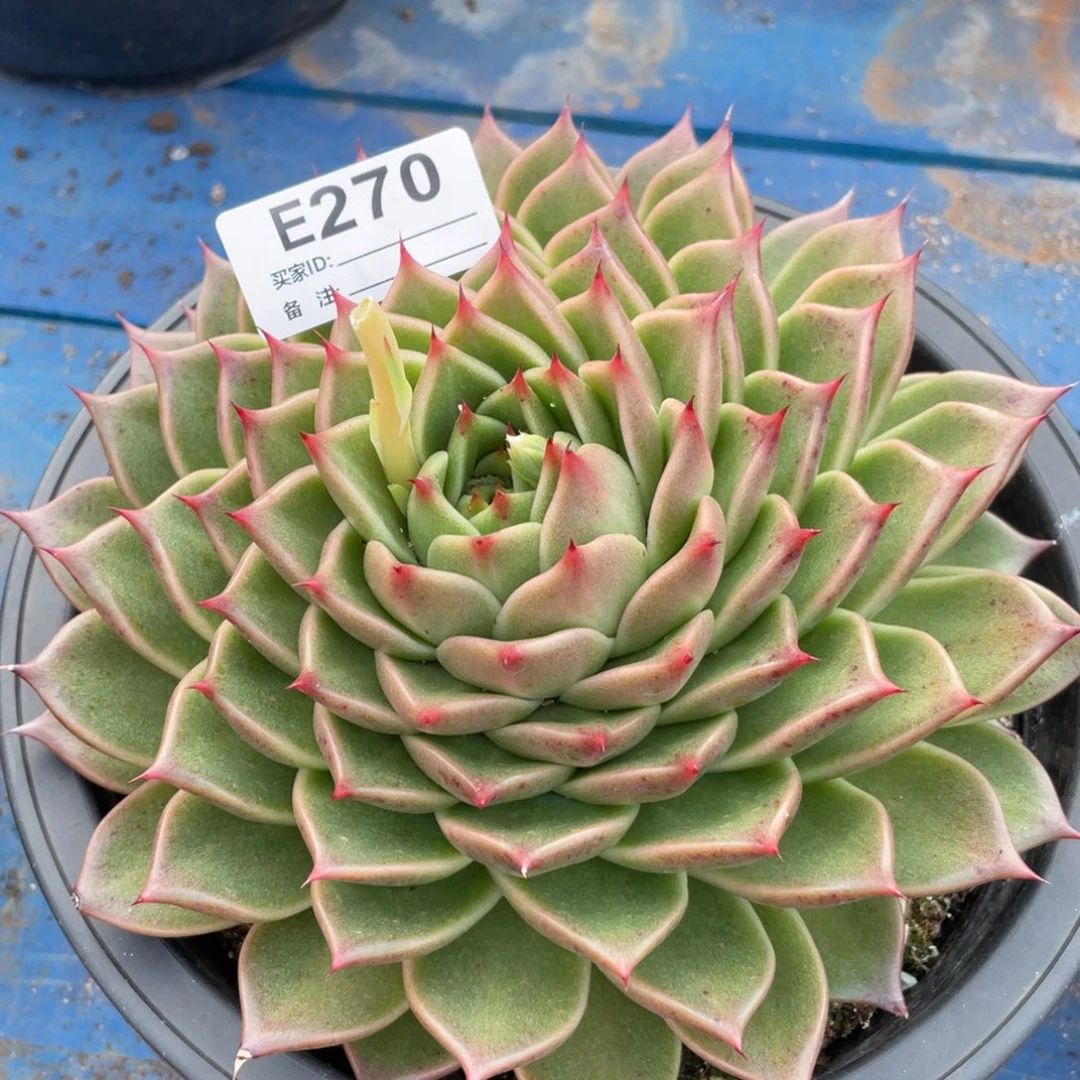 无花朵若如东云单拍E270