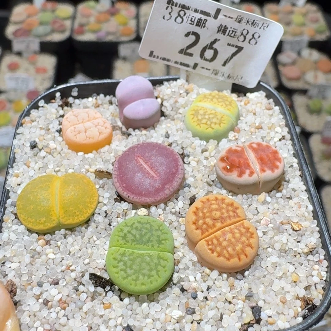 橙***CSss精品便宜清了267