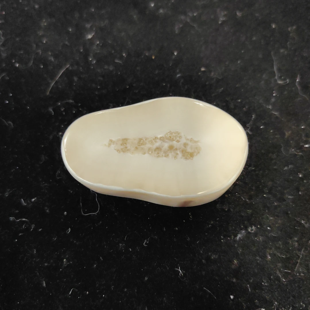 猛犸猛犸虬饼子WT454